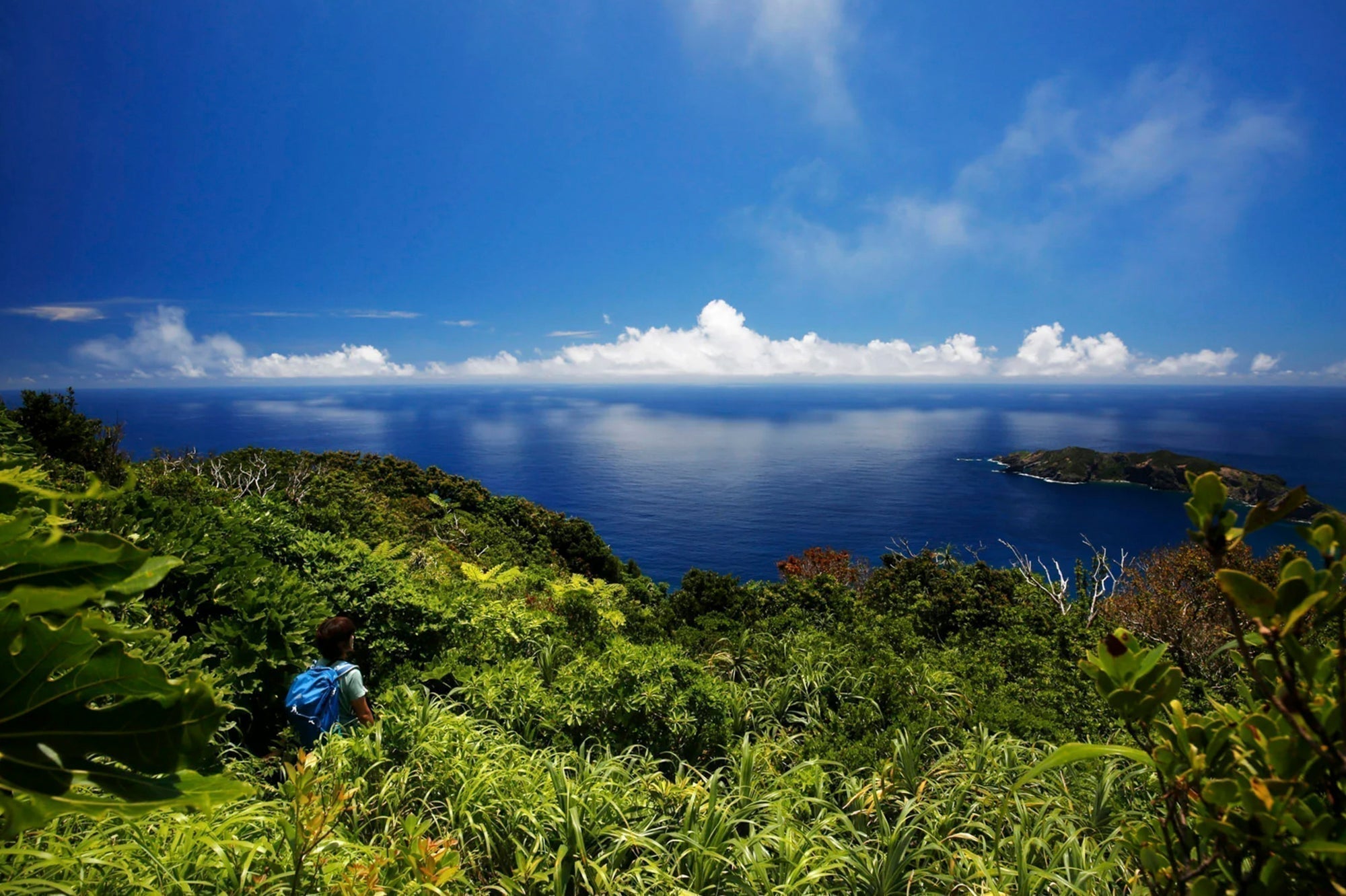 【中古】「非常に良い」ワイルドライフ 世界自然遺産 小笠原諸島 絶海の楽園に奇跡の進化を見た [DVD] 世界遺産・小笠原の大自然に触れながら、旅のあり方について考える