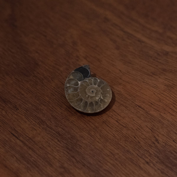 Ammonite fossil - from Madagascar