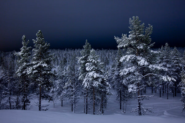 Finnish forest - d