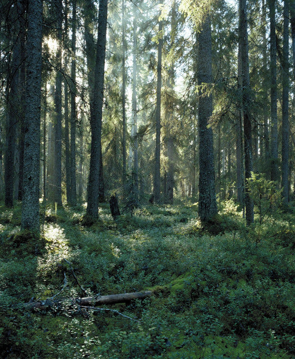 Finnish forest - b